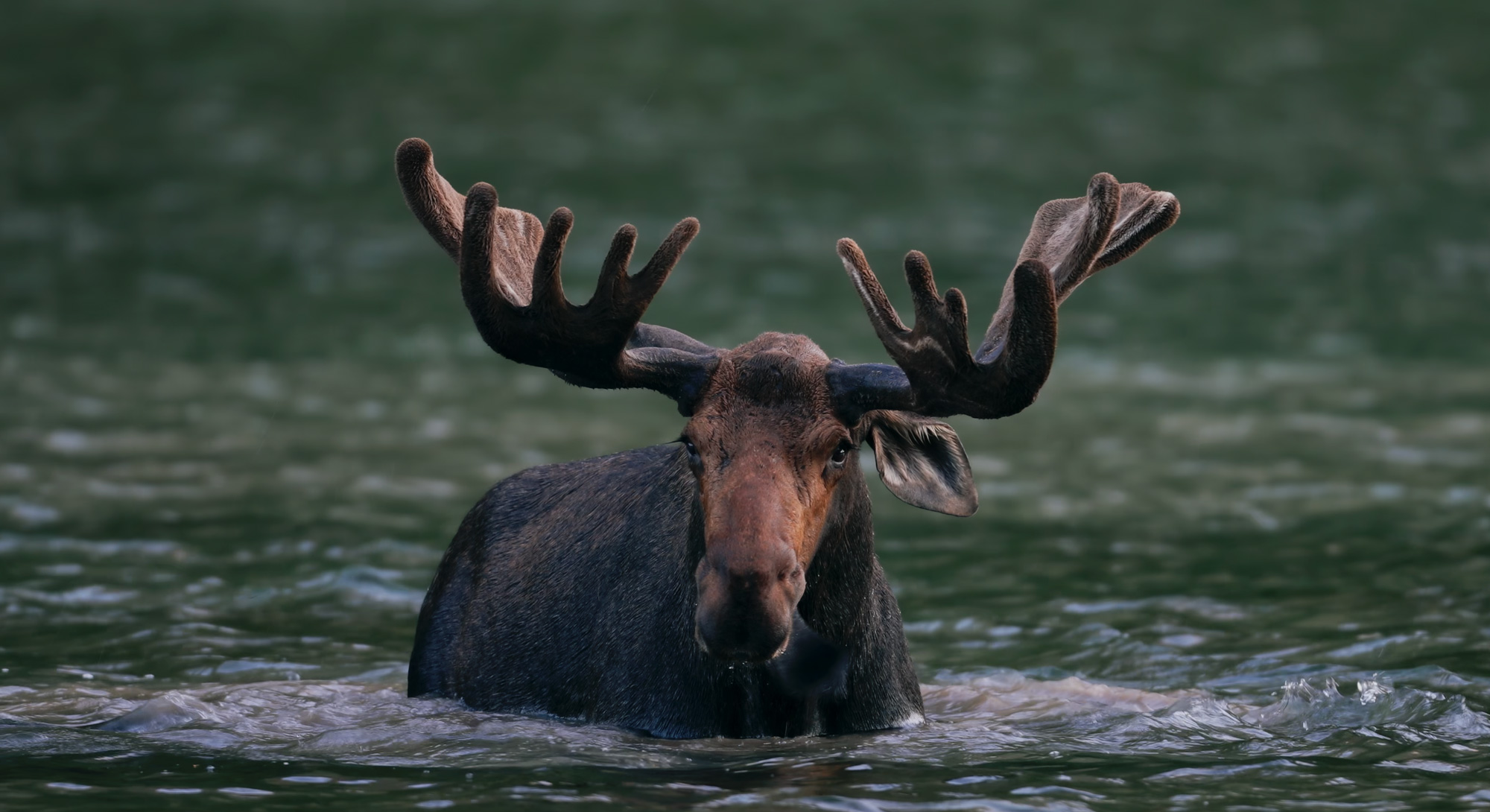 Image of a moose from Secrets of the Great Salt Lake