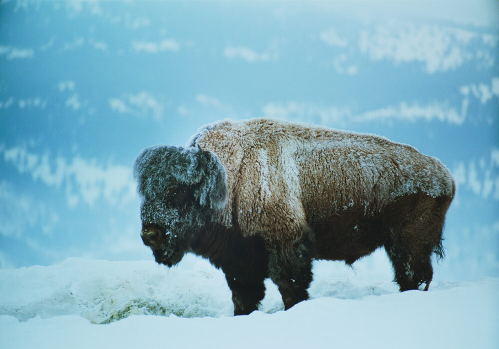 Still image of a Buffalo from America the Beautiful